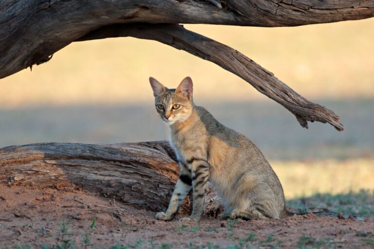 Chat sauvage d'Afrique dans son milieu naturel