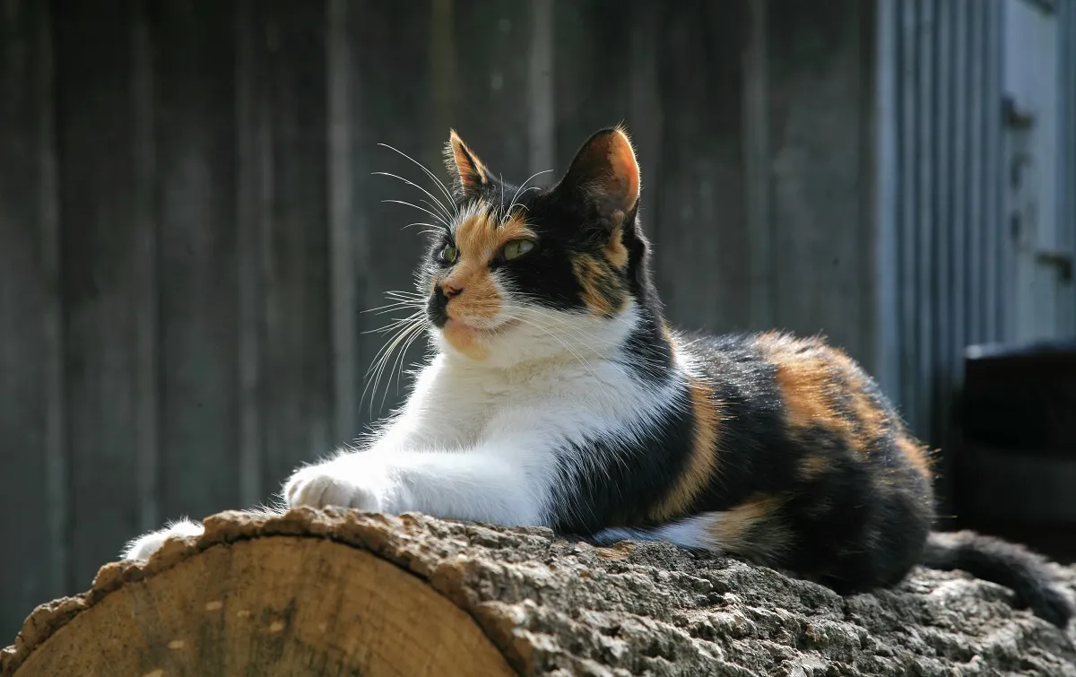 Un chat tricolore à la ferme
