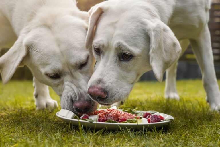 Chiens qui ne sont pas jaloux pour la nourriture