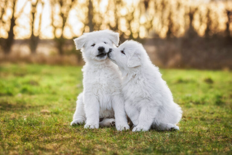 Chien mâle ou femelle : que choisir ?