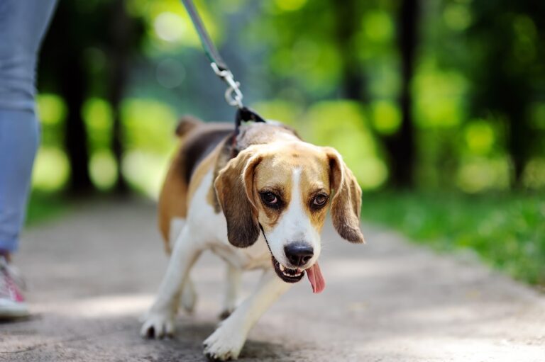 Un chien qui tire la laisse pendant la promenade