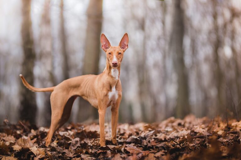 Un Cirneco de l'Etna dans un bois d'automne