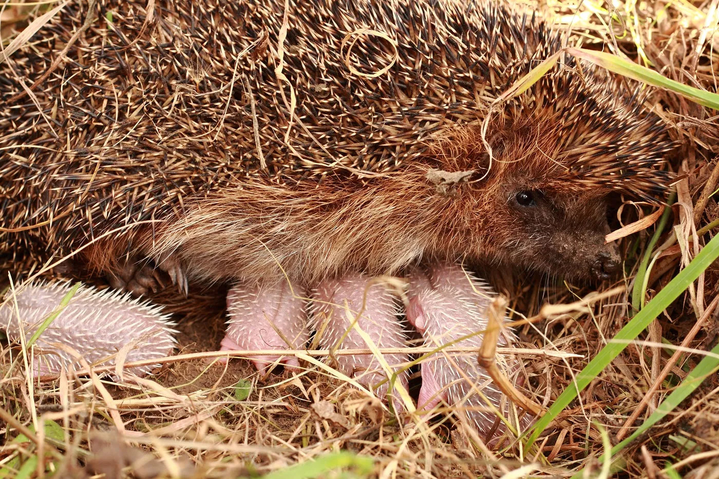 Maman hérisson avec ses petits
