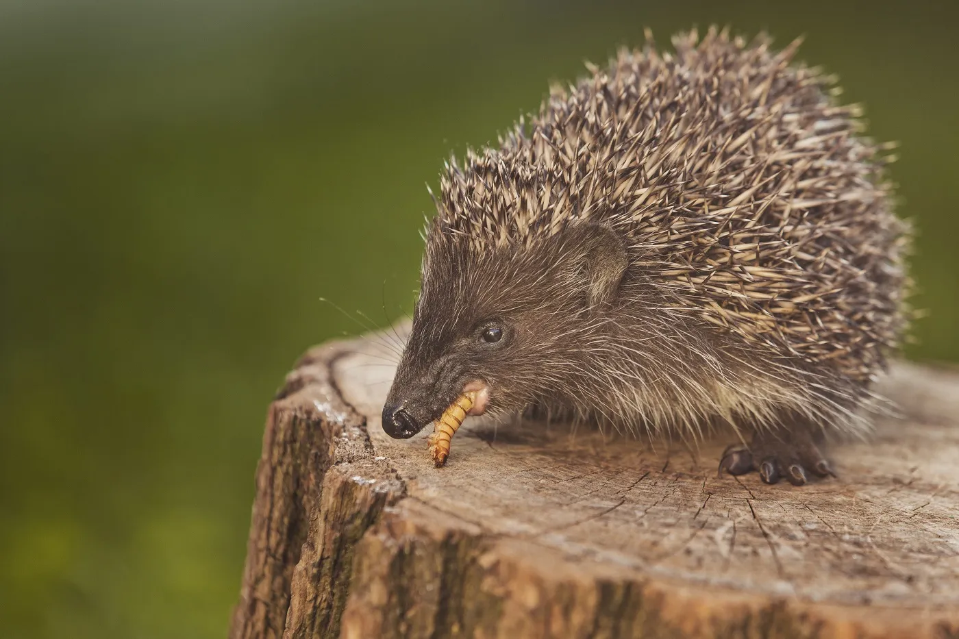 Le hérisson est insectivore