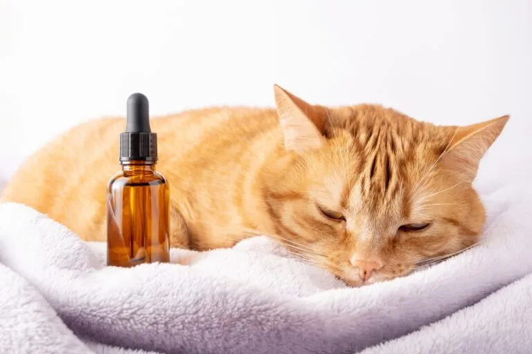 Un chat malade L'huile essentielle de thé est toxique pour le chat