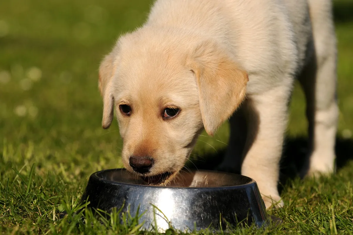 Un chiot qui s’apprête à boire Un jeune chien peut boire beaucoup de lait