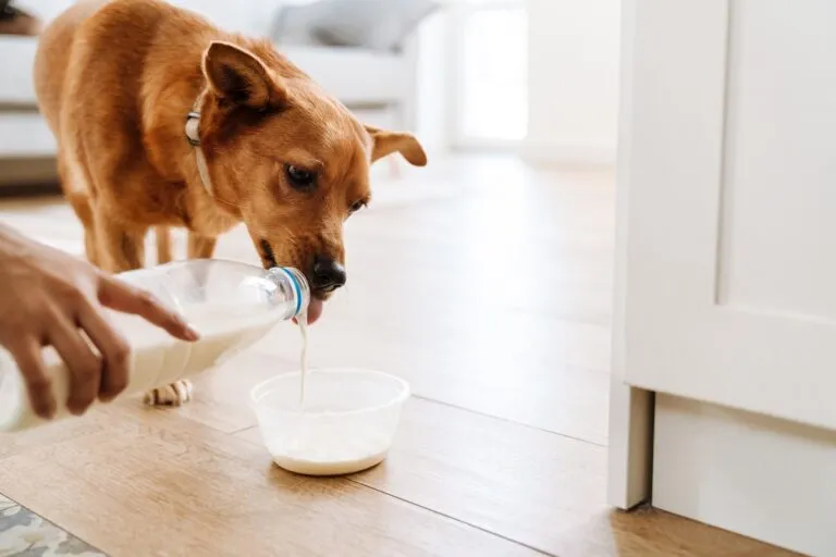 un bol de lait pour le chien Un chien adulte peut-il boire du lait ?