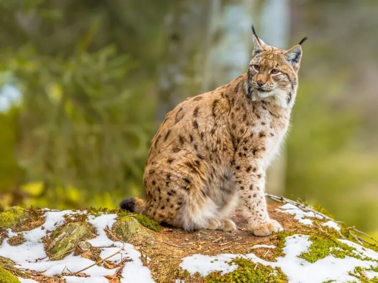 Un lynx pendant la fonte des neiges Un lynx dans la forêt européenne