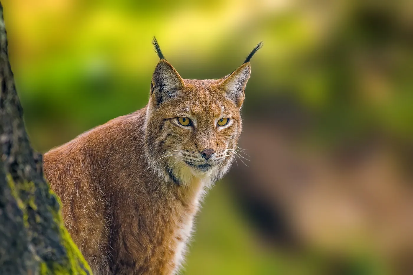 Un lynx dans son milieu naturel Un lynx avec pinceaux et favoris