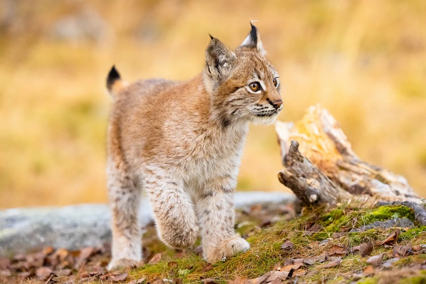 Un bébé lynx Un très jeune lynx