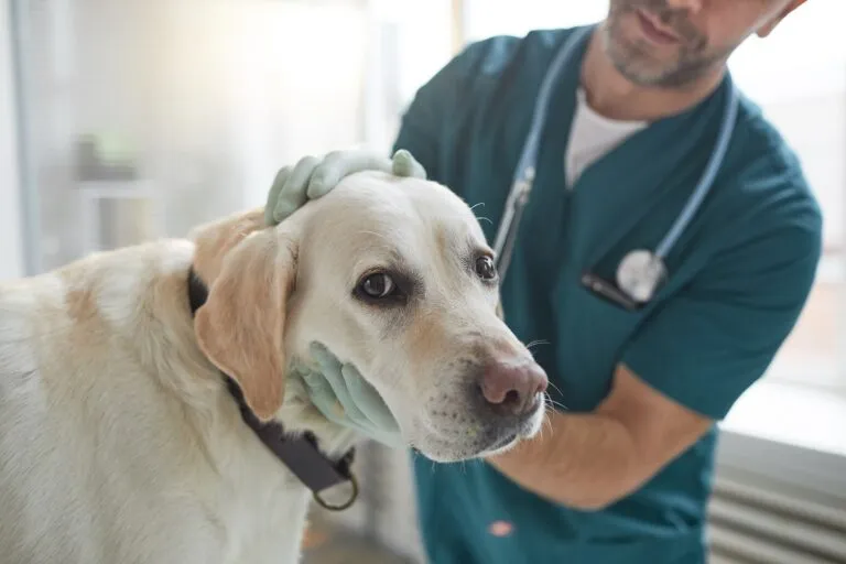 Un chien atteint d'une maladie auto-immune