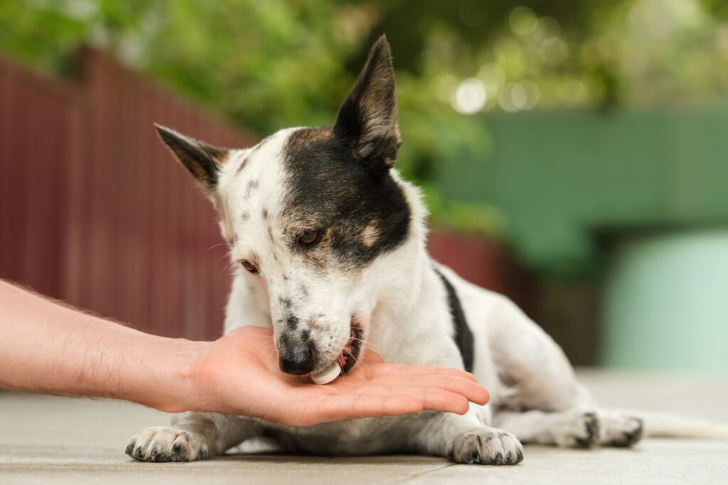 Maladie auto-immune chez le chien : il existe des médicaments