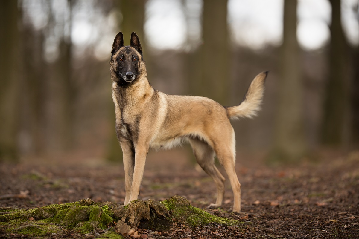 Malinois chien de berger Belge Caractère,