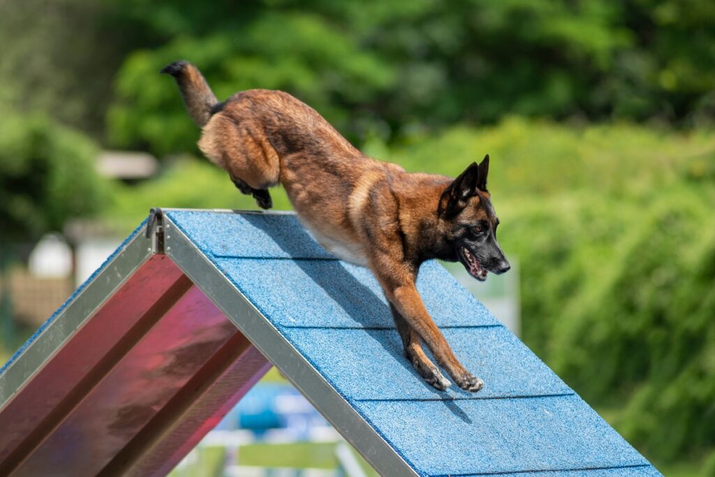 Une Martre Peut Elle Tuer Un Chien