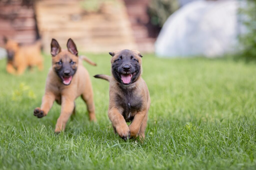 malinois-chien-de-berger-belge-caract-re-sant-dur-e-de-vie