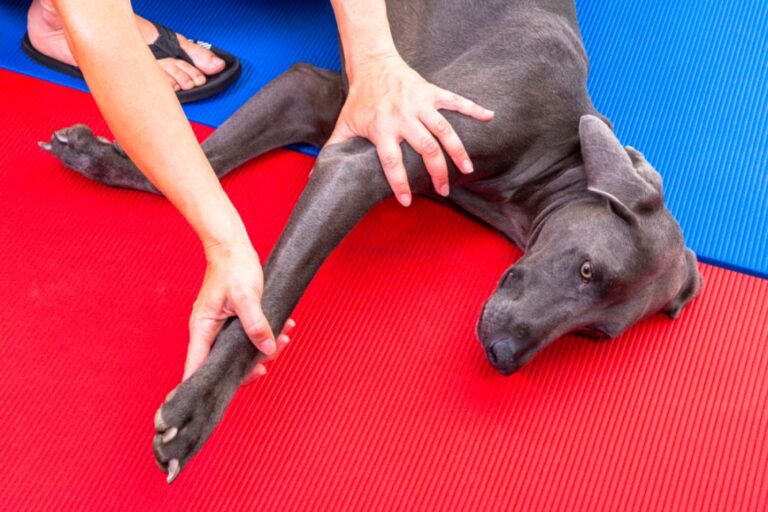 Un ostéopathe manipule un chien