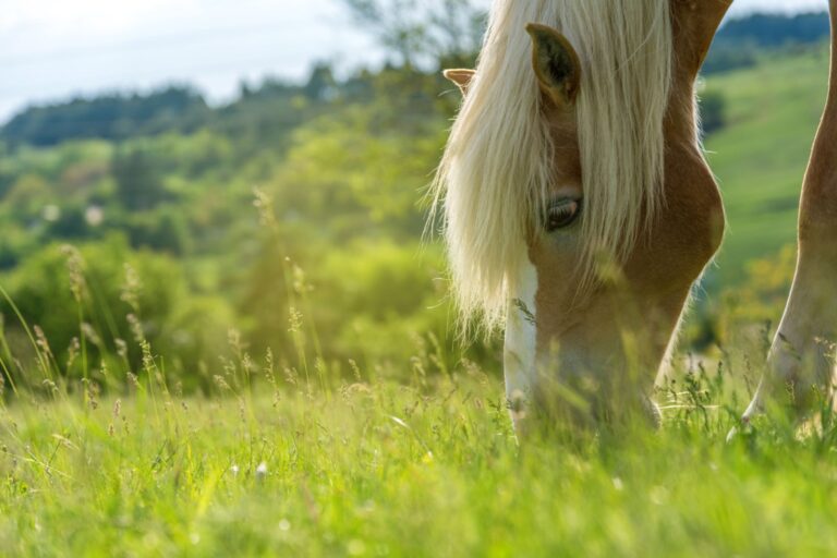 Que mange un cheval ?