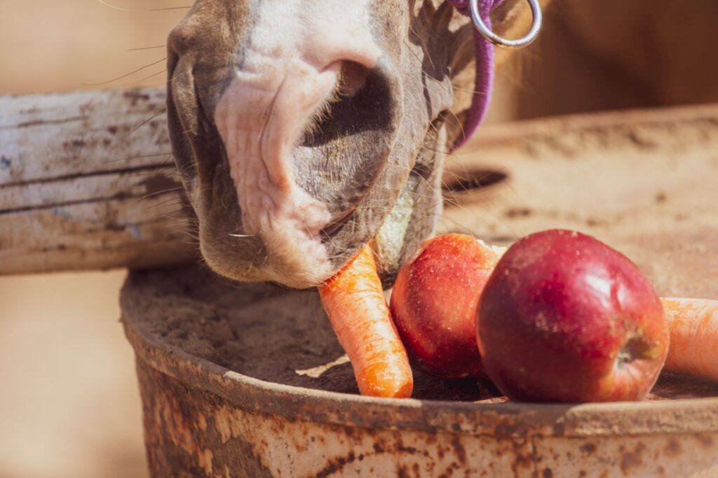 Fruits et légumes font partie de ce que mange un cheval