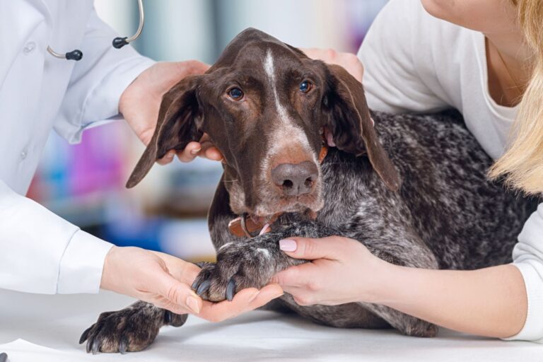 Un chien en pleine visite chez le vétérinaire