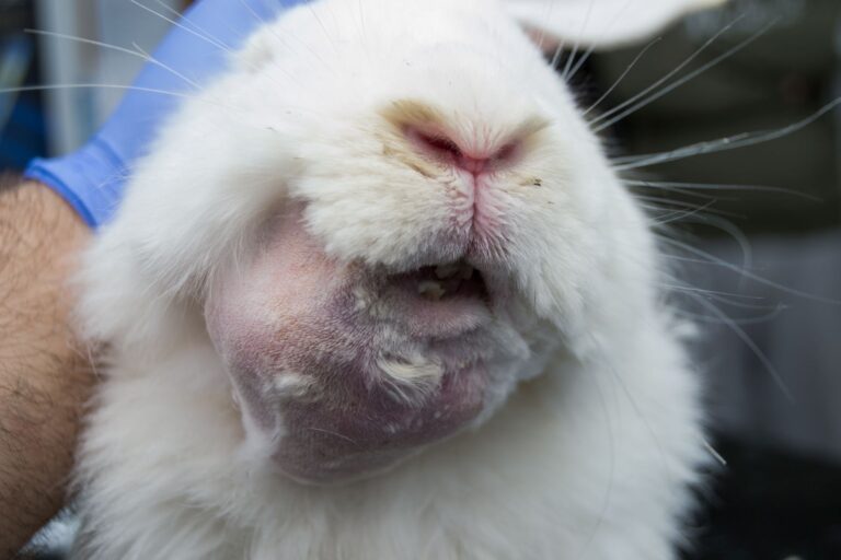Un lapin souffrant d'un abcès dentaire