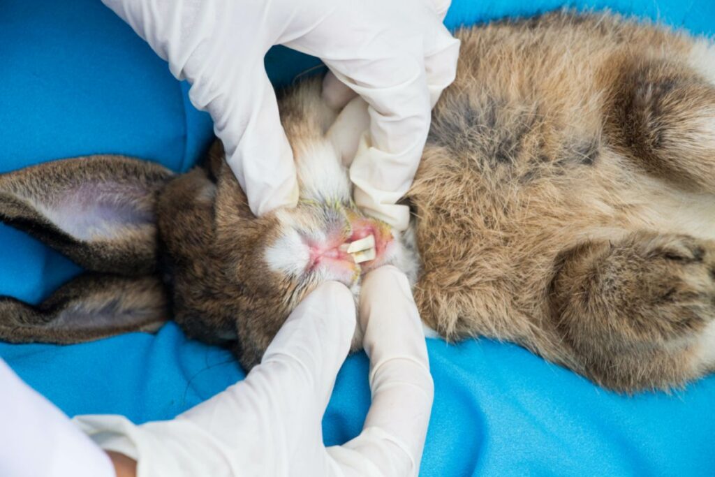 Le vétérinaire examine l'abcès dentaire d'un lapin