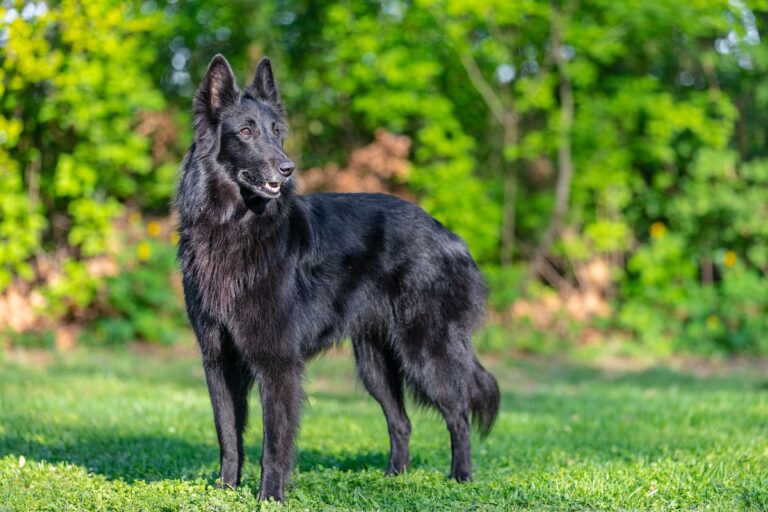 Le berger belge Groenendael a une robe noire