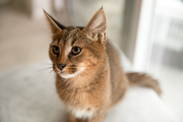 Un chat croisé Caracat