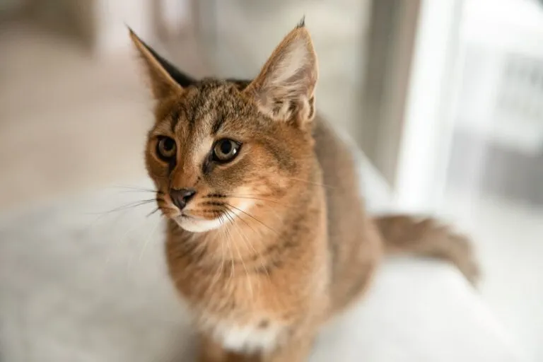 Un chat Caracat Un chat croisé Caracat