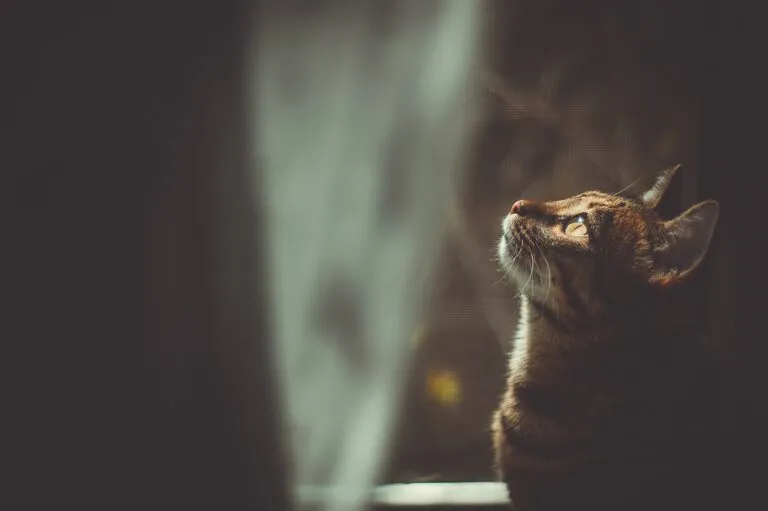 Un chat durant la pleine lune