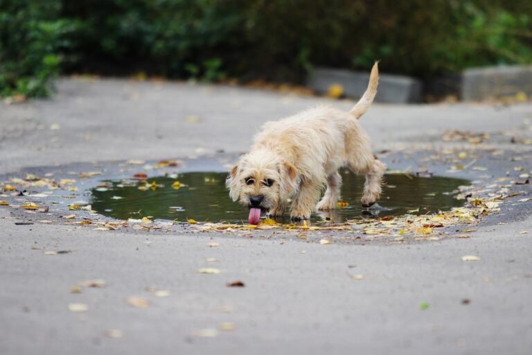 L'eau des flaques est-elle non potable pour les chiens ?