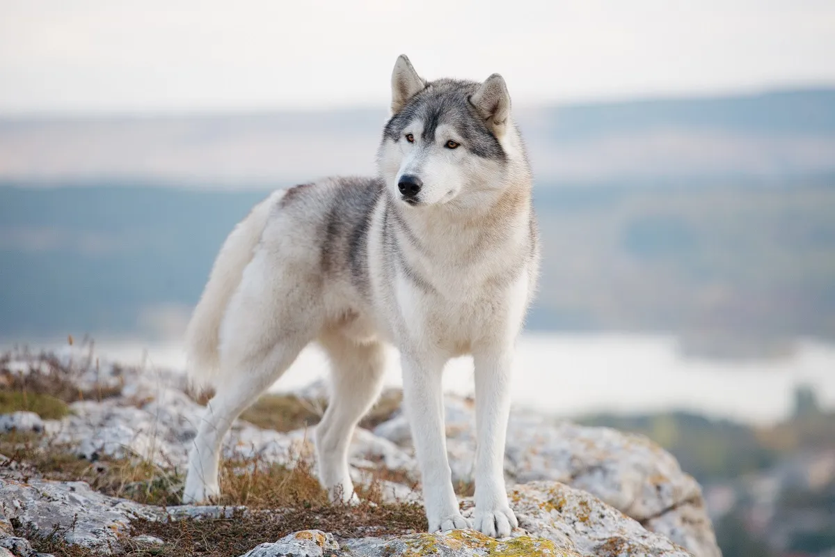 Un chien de traîneau dans son état naturel