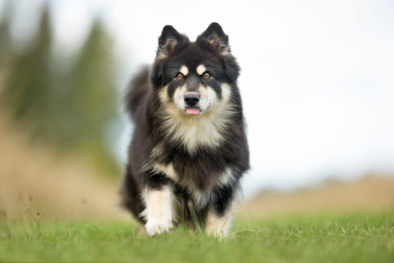 Chien finnois de Laponie dans la prairie