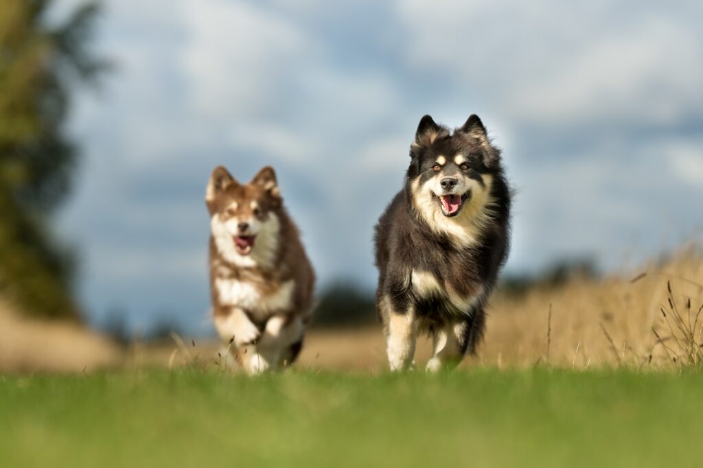 Deux chiens finnois de laponie