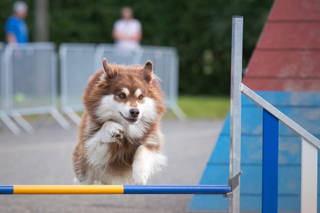 Le chien finnois de Laponie est fan de sports canins