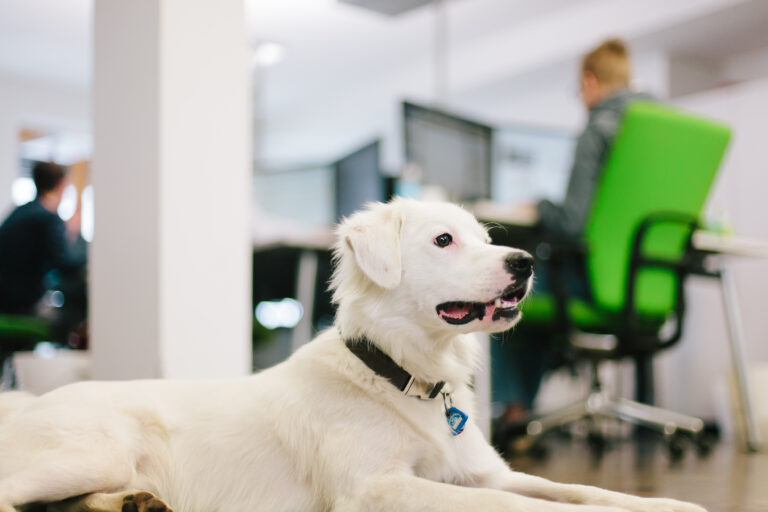 Emmener son chien au travail est bon pour l'ambiance