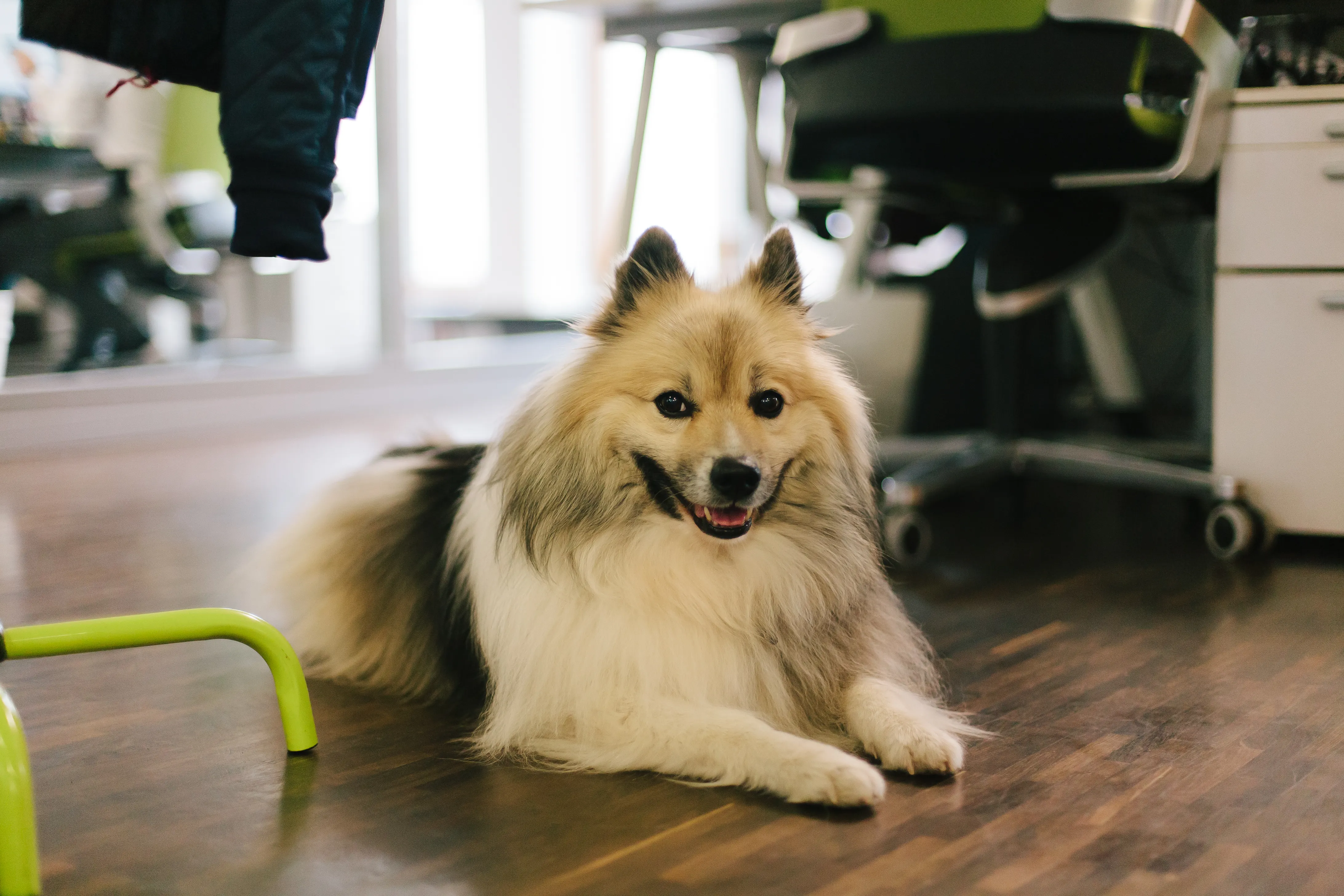 Emmener son chien au travail est bénéfique