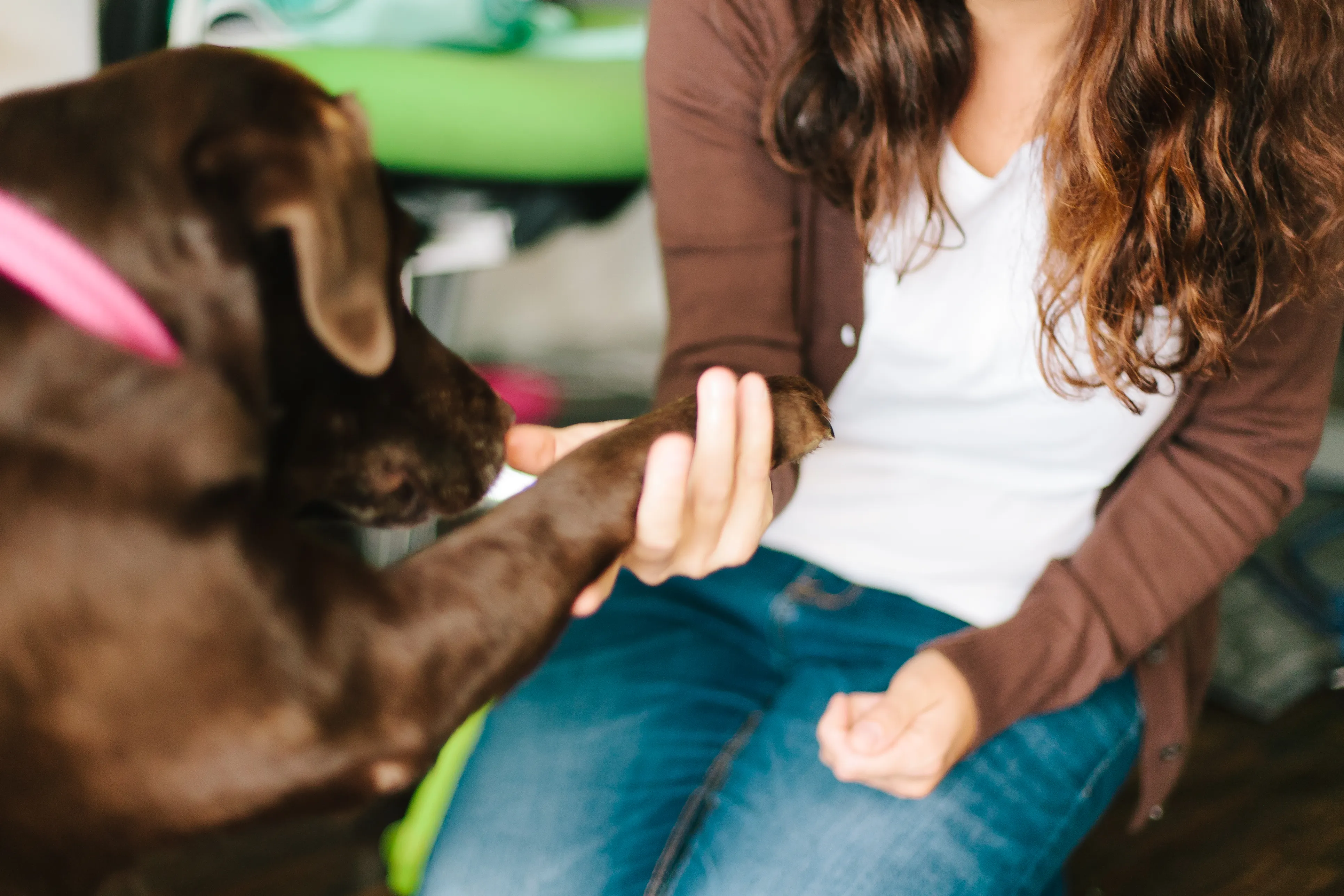 Emmener son chien bien éduqué au travail