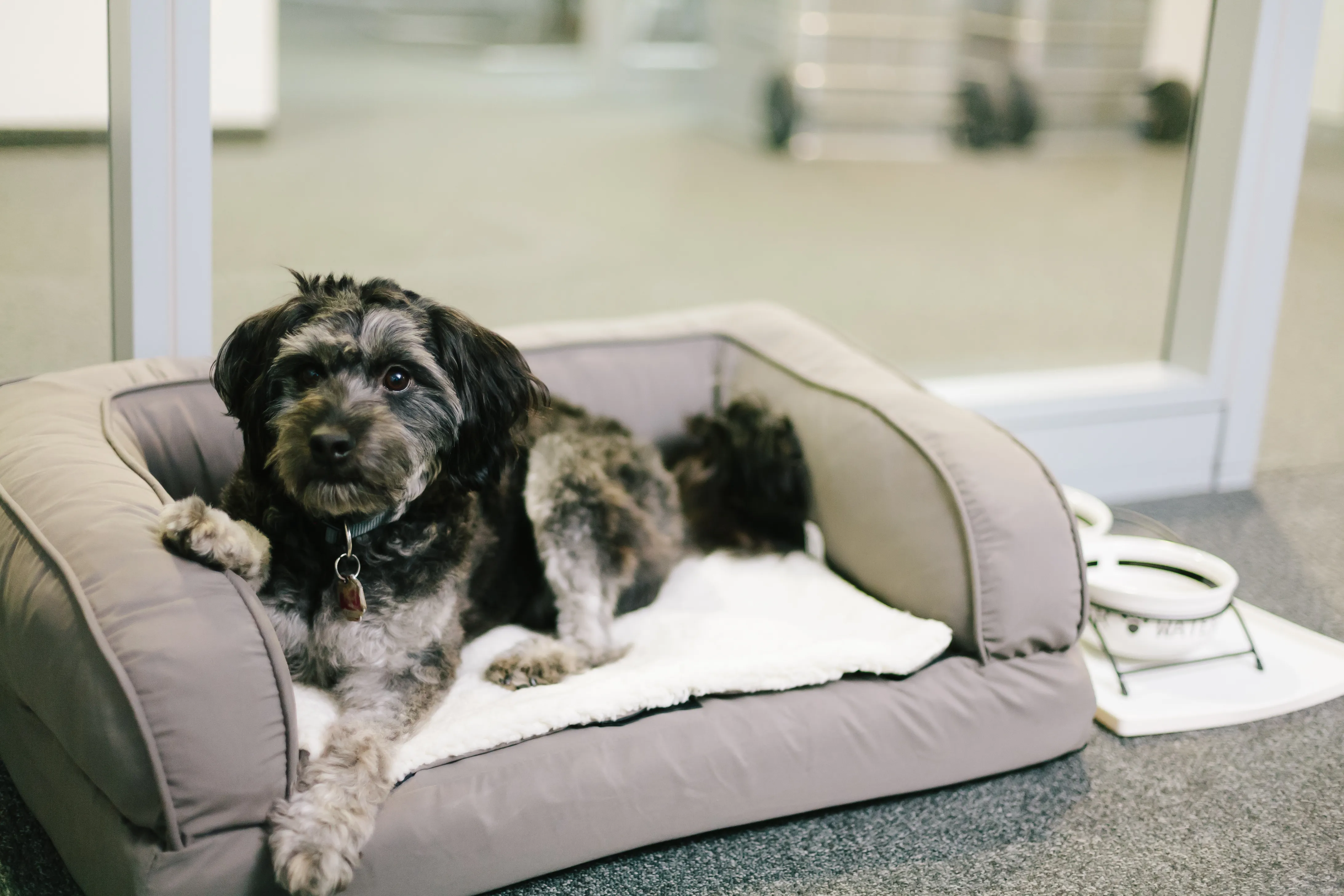 Un bon panier est indispensable pour emmener son chien au travail