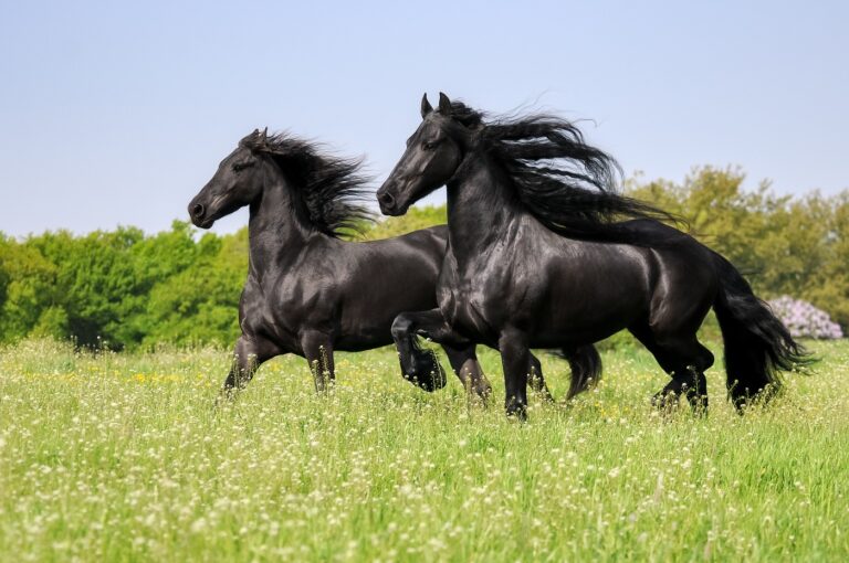 Le frison est un cheval noir élégant