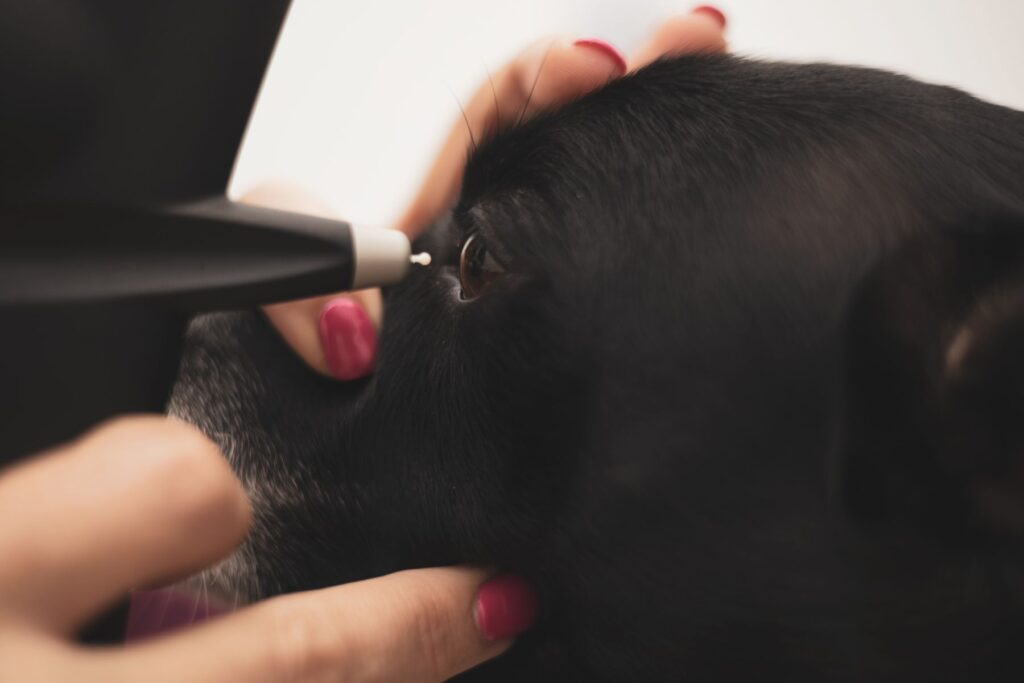 Pour détecter un glaucome chez le chien, le vétérinaire utilise un tonomètre