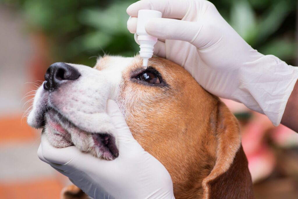 Traitement contre glaucome chez le chien