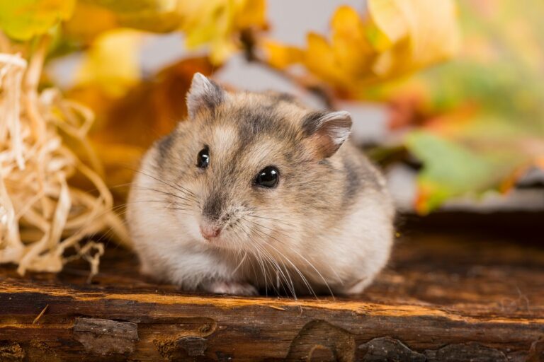 Un hamster russe très mignon