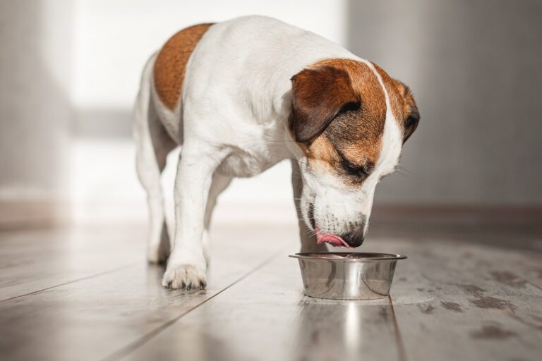 Un chien boit de l'huile saumon