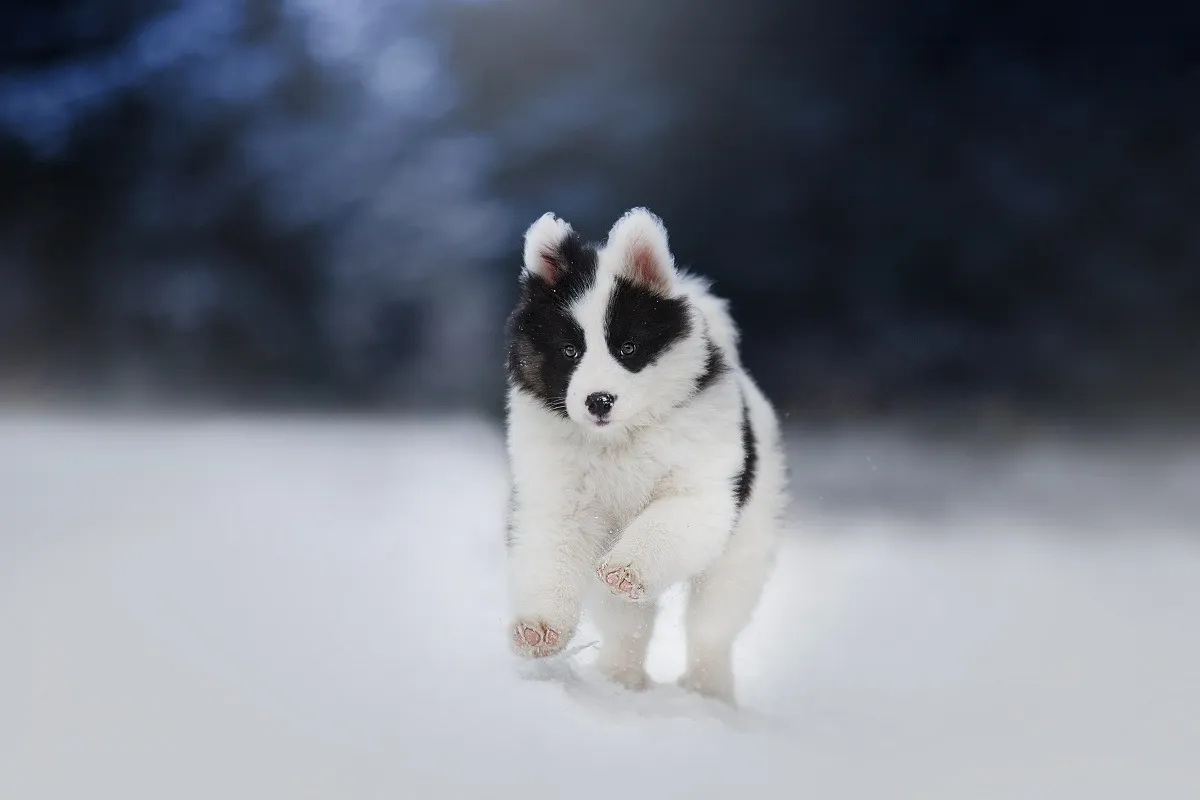 Un chiot Laïka de Yakoutie