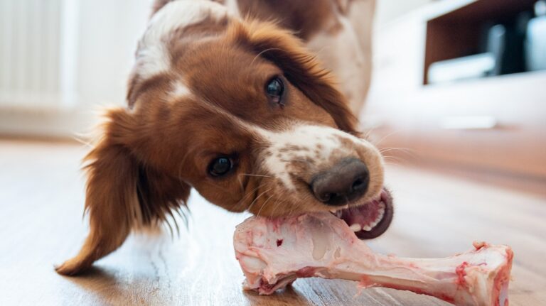 Os à mâcher : un danger pour le chien ?