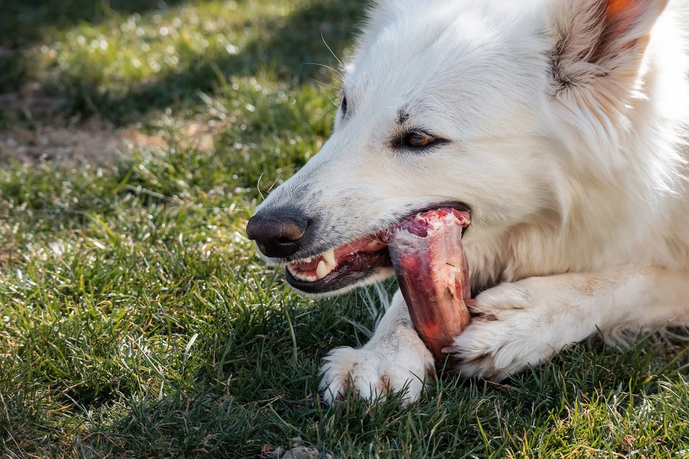 Un chien ronge son os Mâcher un os peut-il être un danger pour votre chien ?
