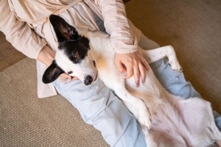 Péritonite chez le chien : quels symptômes ?