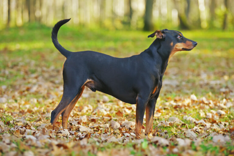 Pinscher allemand : magnifique spécimen