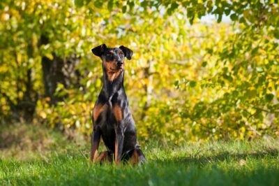 Collier Cristal Pour Chien - Pinscher Allemand - Marque Crystal Animals - Neuf Avec étiquettes
