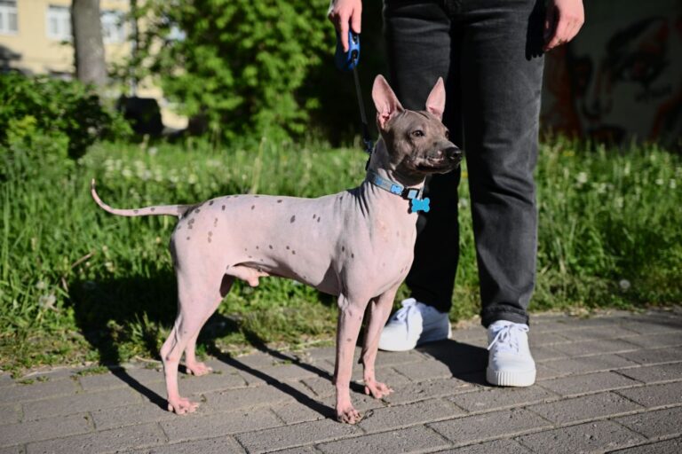 Le terrier américain sans poils est petit et actif